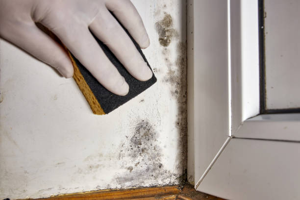 Best Basement Mold Removal  in East Williston, NY